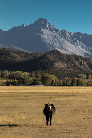 SEPTEMBER 2018, Ridgway Colorado, USA - Cow in field outside of Ridgway Mountains, under view of San Juan Mountainsのeditorial素材