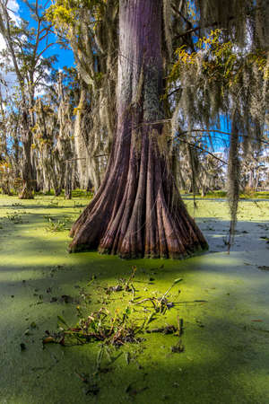 OCTOBER 14, 2018 - Lafayette, Louisiana, USA - Old Cypress trees in Cajun Swamp & Lake Martin, near Breaux Bridge and Lafayette Louisianaのeditorial素材