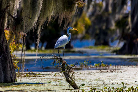 OCTOBER 14, 2018 - Lafayette, Louisiana, USA - White Egret im Cajun Swamp & Lake Martin, near Breaux Bridge and Lafayette Louisianaのeditorial素材