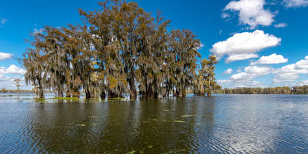 OCTOBER 14, 2018 - Lafayette, Louisiana, USA - Cajun Swamp & Lake Martin, near Breaux Bridge and Lafayette Louisianaのeditorial素材
