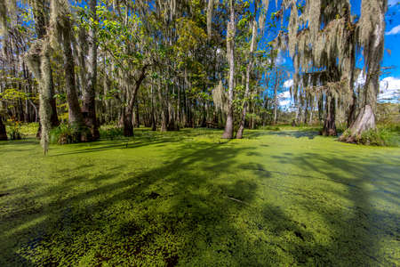 OCTOBER 14, 2018 - Lafayette, Louisiana, USA - Old Cypress trees in Cajun Swamp & Lake Martin, near Breaux Bridge and Lafayette Louisianaのeditorial素材