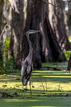 OCTOBER 14, 2018 - Lafayette, Louisiana, USA - Blue Heron in Cajun Swamp & Lake Martin, near Breaux Bridge and Lafayette Louisianaのeditorial素材