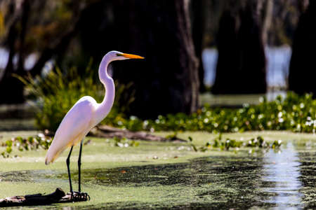 OCTOBER 14, 2018 - Lafayette, Louisiana, USA - White Egret im Cajun Swamp & Lake Martin, near Breaux Bridge and Lafayette Louisianaのeditorial素材