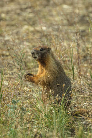 JULY 5, 2018 RIDGWAY COLORADO USA - Close up of Marmot near Ridgway Coloradoのeditorial素材