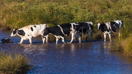 OCTOBER 11, 2018 - Amarillo Texas, USA - Cattle walking through water stream outside of Amarillo Texasのeditorial素材
