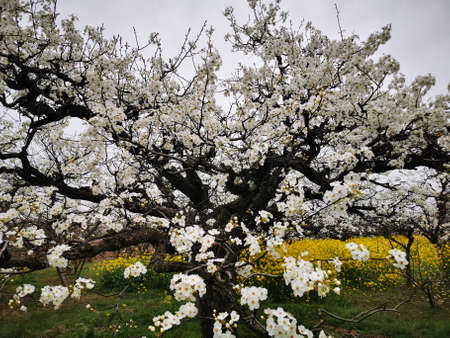 Pear blossomの写真素材