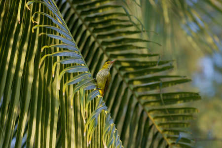 Bird on leafの写真素材