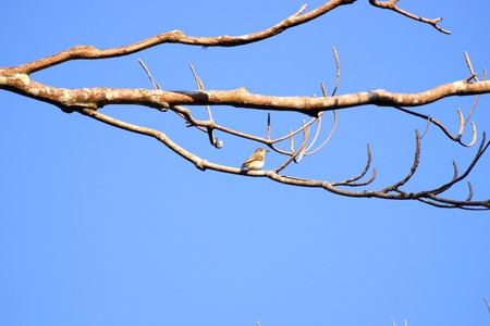 Bird on branchの写真素材