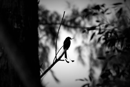 Bird Silhouetteの写真素材