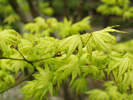 green leafsの写真素材