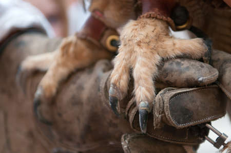 Paws of an eagle owlの写真素材