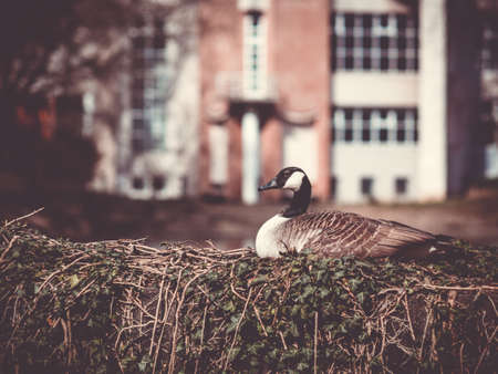 Duck Sitting on old small dam in Dusseldorf parkの写真素材