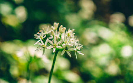 Wild Garlic in the woods