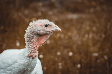 White turkey headの写真素材