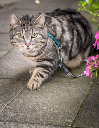 Cat Caught Sneakingの写真素材