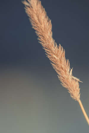 Single grass stalkの写真素材