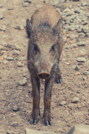 Central European boar pig youngの写真素材