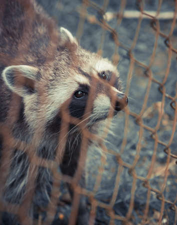 Raccoon Looking up behind the fenceの写真素材