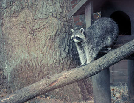 Raccoon on a treeの写真素材