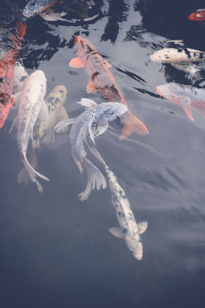Koi fishes in waterの写真素材