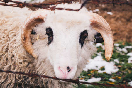 Male Sheep Ram Portraitの写真素材