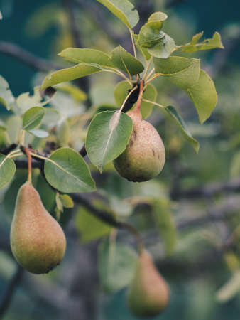Pears on Treeの写真素材
