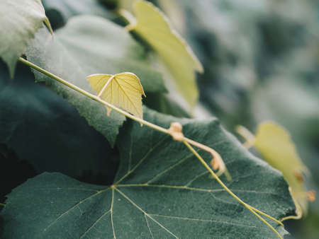 Vine Leavesの写真素材