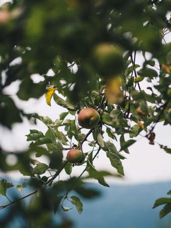 Apple Treeの写真素材