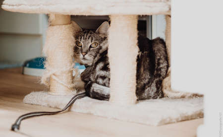 Cat Hidingの写真素材