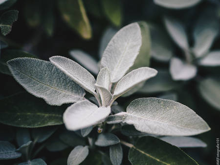 Fresh sage plantの写真素材