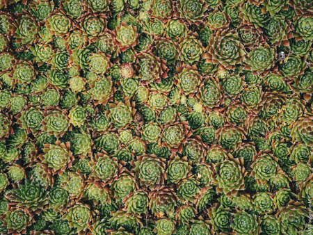 Sempervivum tectorumの写真素材