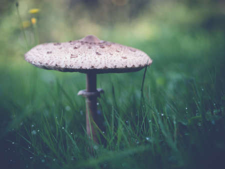 Mushroom in the grassの写真素材