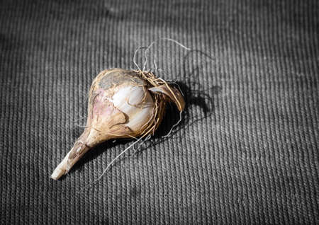 Single garlic
