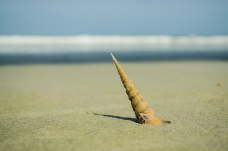seashell on the seashore taken in thailand
