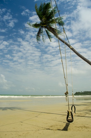 wooden swing under coconut tree with blue skyの写真素材