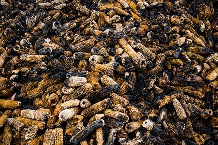 pile of burned corn after feed animalの写真素材