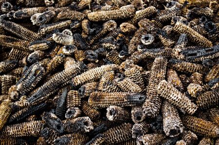 pile of burned corn after feed animalの写真素材