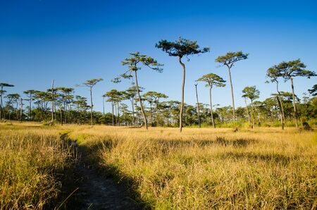 dry gas field with walk way on the mountainの写真素材