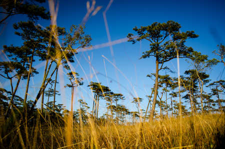 dry grass field on the mountain