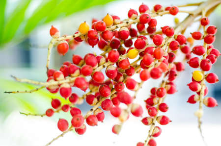 red betal nut on palm treeの写真素材