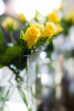 yellow rose in the jar of waterの写真素材