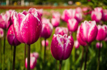 close up of purple tulip in indiaの写真素材