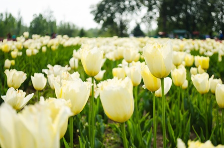 close up of yellow tulip against white backgroundの写真素材