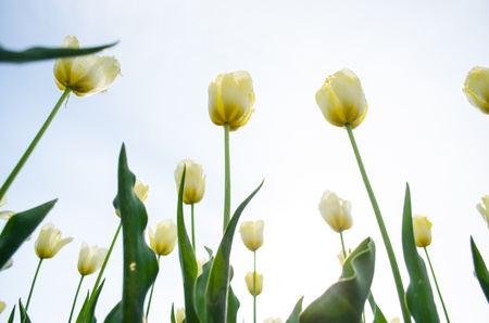 close up of yellow tulip against white backgroundの写真素材