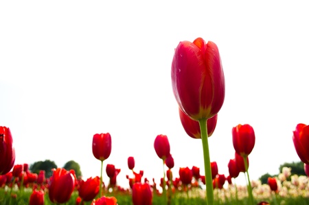 close up of red tulip against white backgroundの写真素材