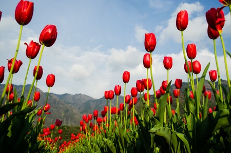 red tulip  against blue skyの写真素材