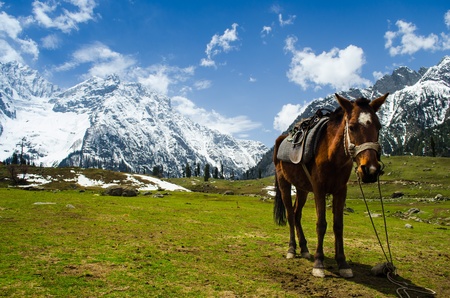 brown horse on the meadow with snow mountain in backgroundの写真素材