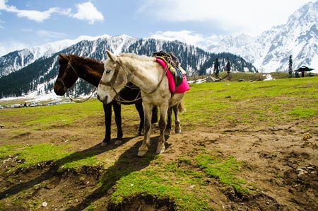 brown horse on the meadow with snow mountain in backgroundの写真素材