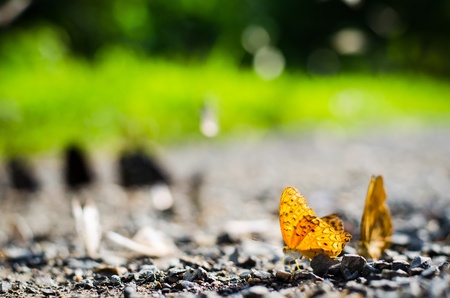 yellow buterfly on dirt roadの写真素材