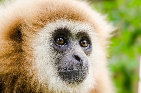 close up of a white hand gibbonの写真素材